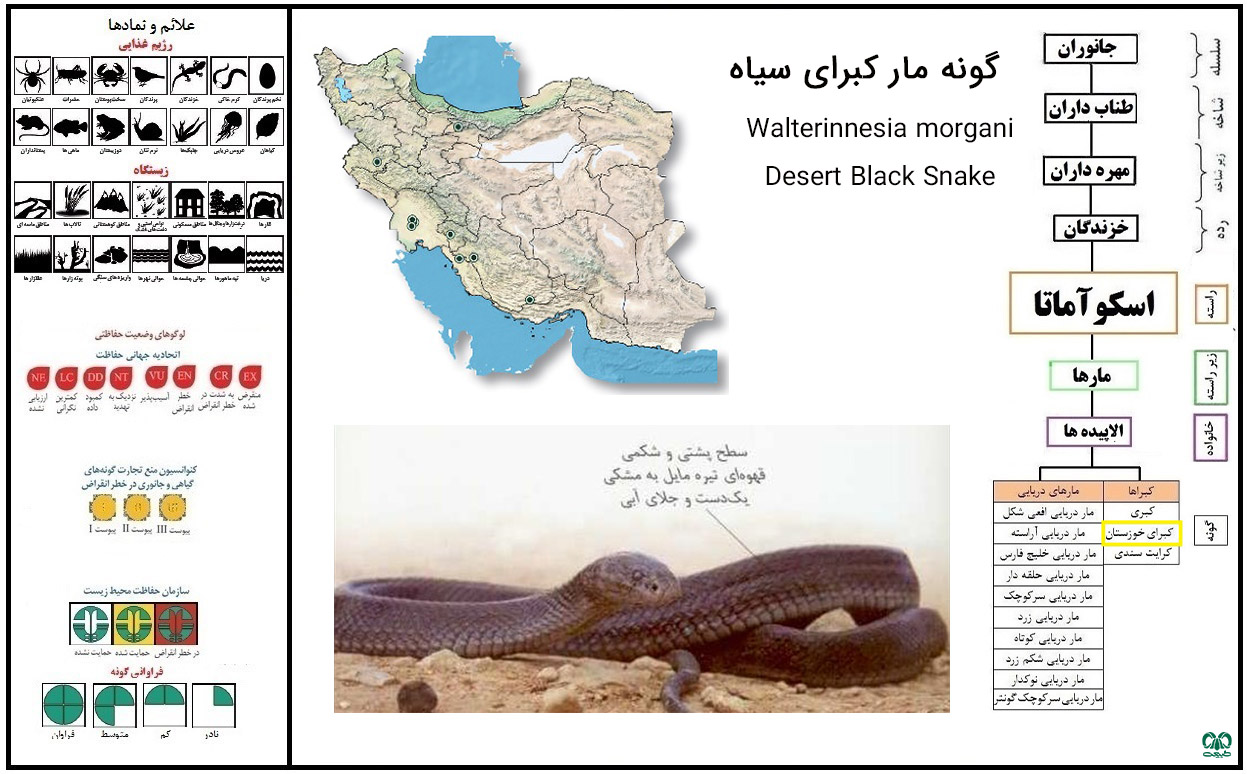 مار کبرای سیاه